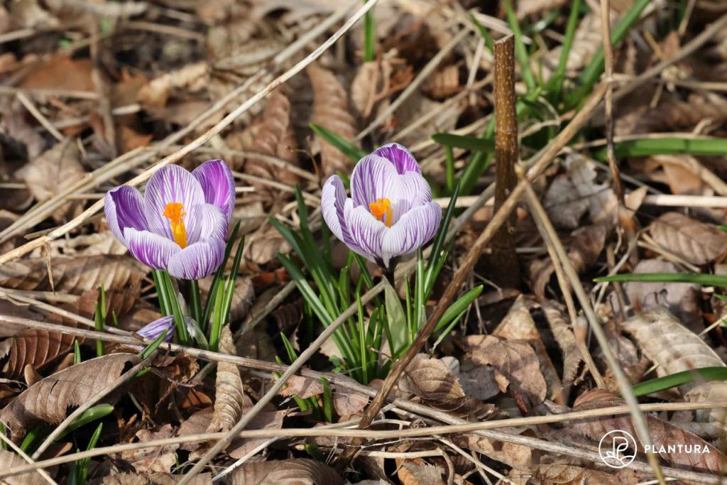 Lila Krokusse im Garten
