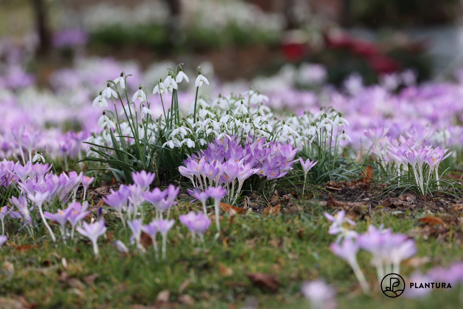 Krokus Blütezeit, Anbau & Pflege Plantura