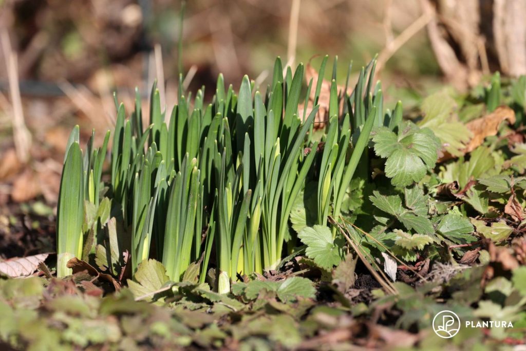 Narzissen mit geschlossenen Knospen