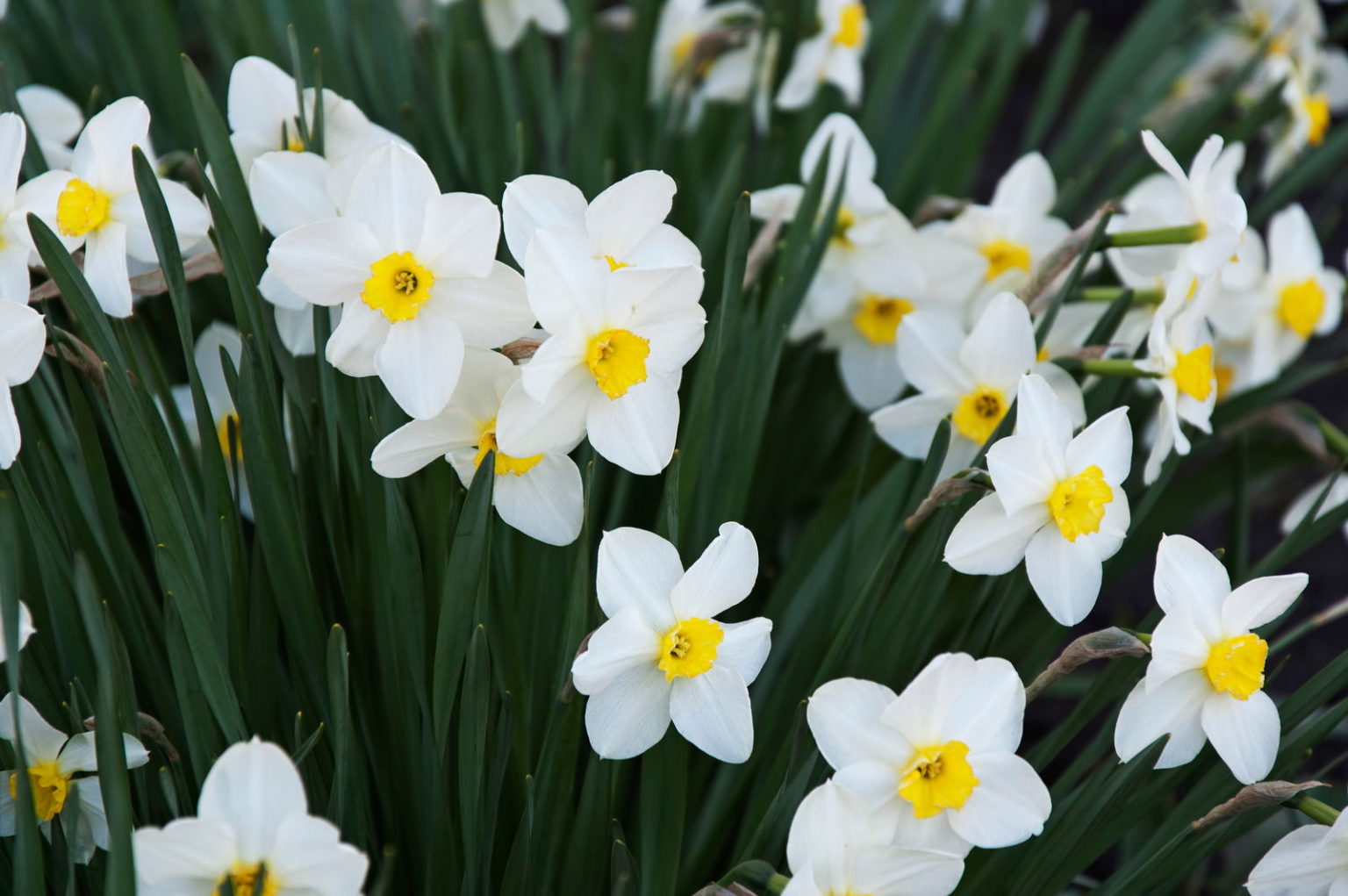 Narzissen pflanzen und im eigenen Garten anbauen Plantura