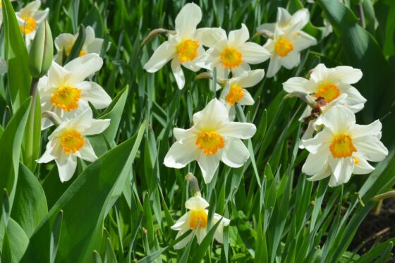 Narzissen pflanzen und im eigenen Garten anbauen