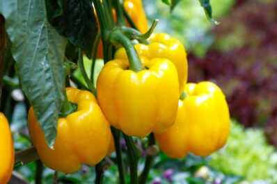 Paprika pflanzen: Paprikaschoten aus dem eigenen Garten