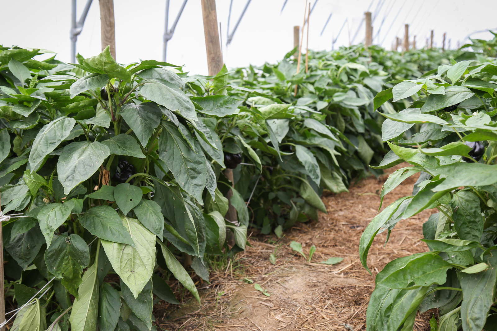 Paprika pflanzen Paprikaschoten aus dem eigenen Garten Plantura