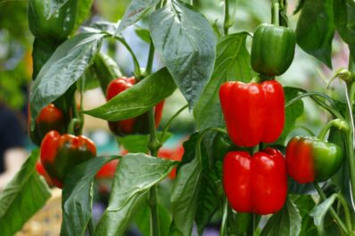 Paprika lagern und ihre Haltbarkeit verlängern
