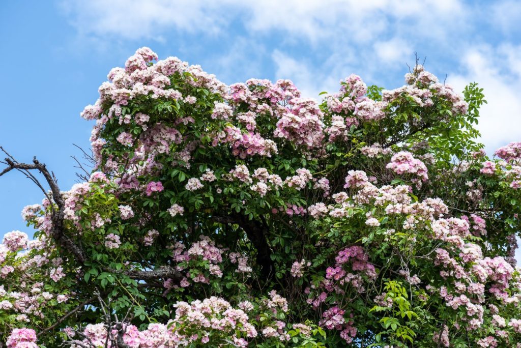 Rambler-Rosenstrauch mit rosa Blüten