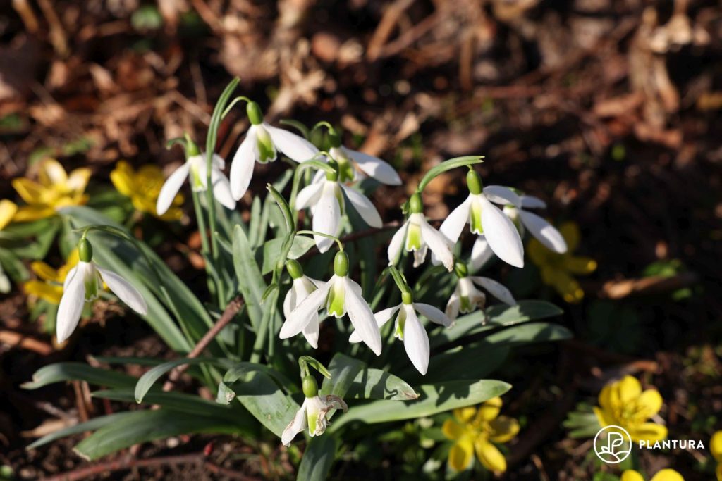 Schneeglöckchen im Wald