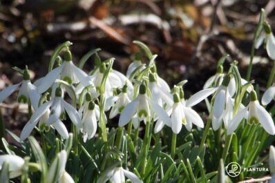 Schneeglöckchen: Die schönsten Arten & Sorten