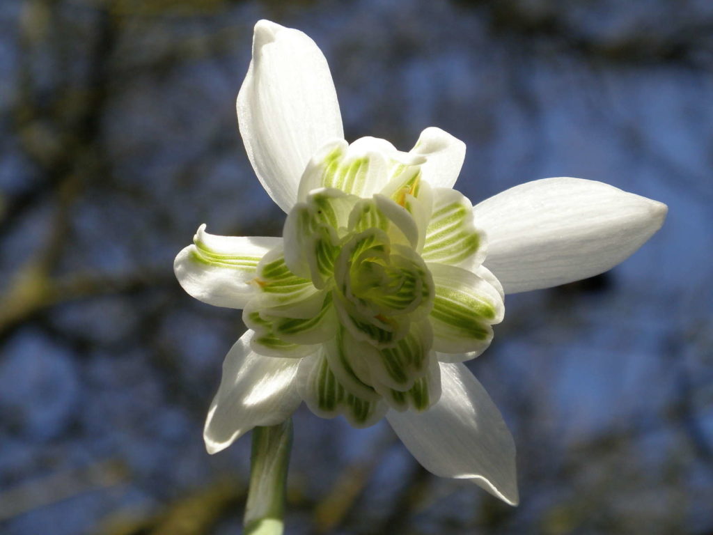 schneeglöckchen gefüllt Blüte