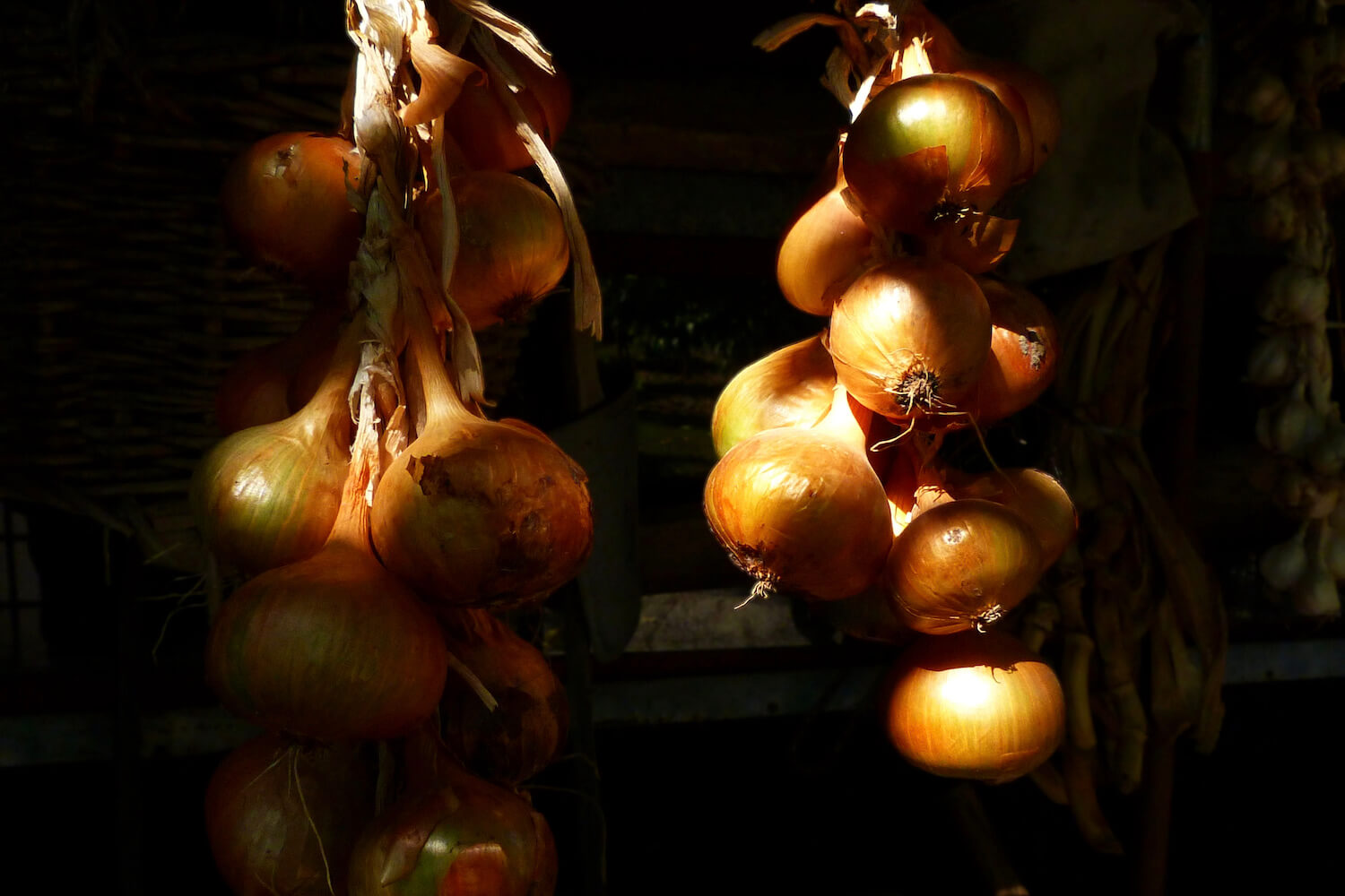 Zwiebeln ernten und lagern - Plantura