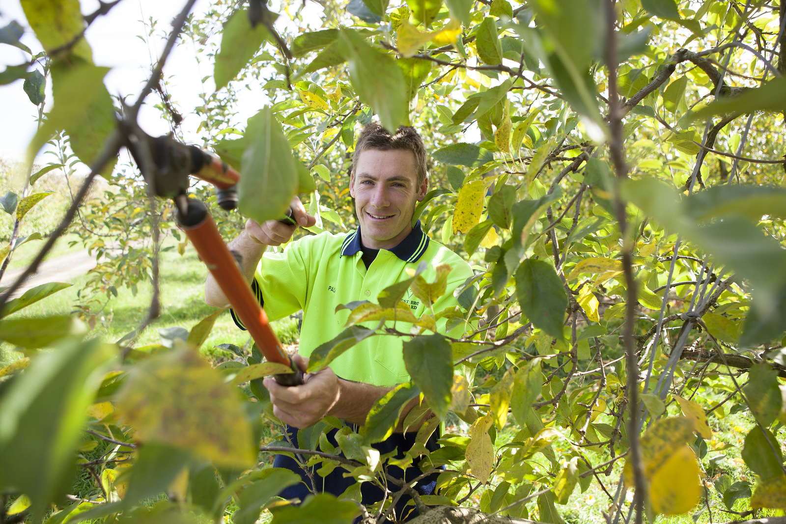 Obstbäume richtig schneiden: Anleitung vom Experten - Plantura