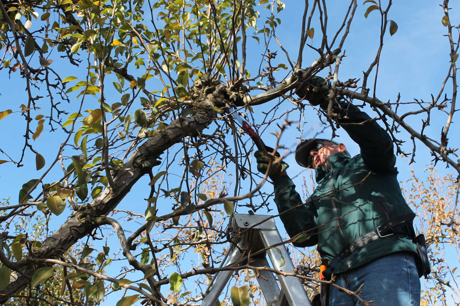 Birnbaum schneiden: Tipps und Tricks vom Experten - Plantura