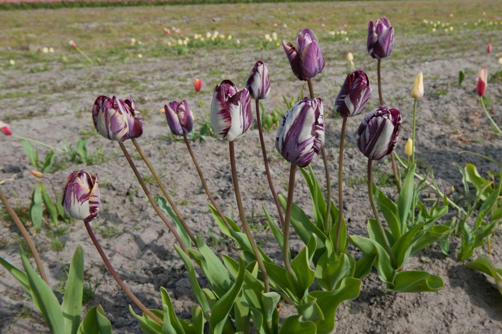 Tulpen pflanzen Tulpenzwiebeln im eigenen Garten anbauen Plantura