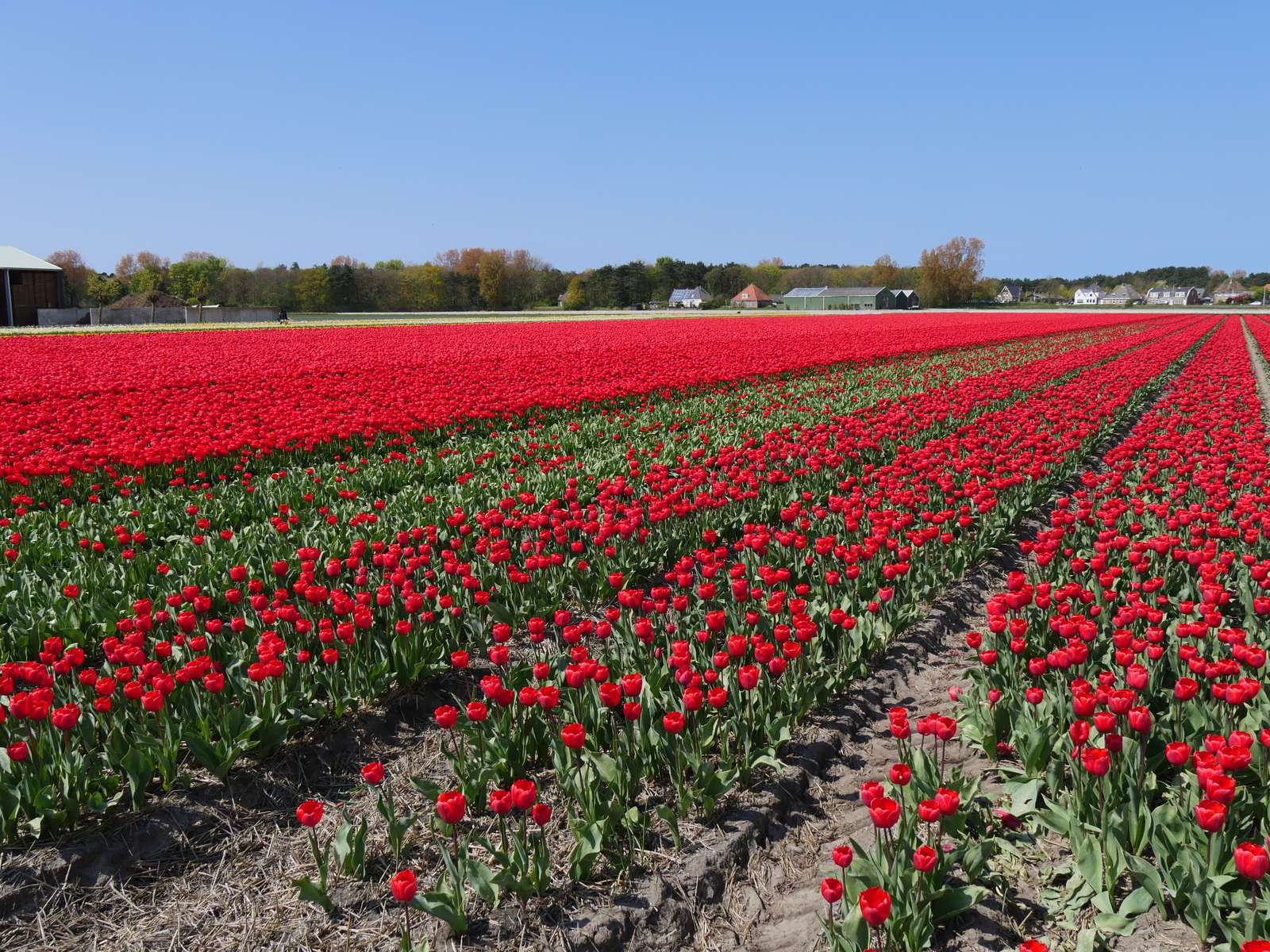 Tulpen pflanzen Tulpenzwiebeln im eigenen Garten anbauen Plantura