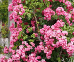 14 Kletterrose