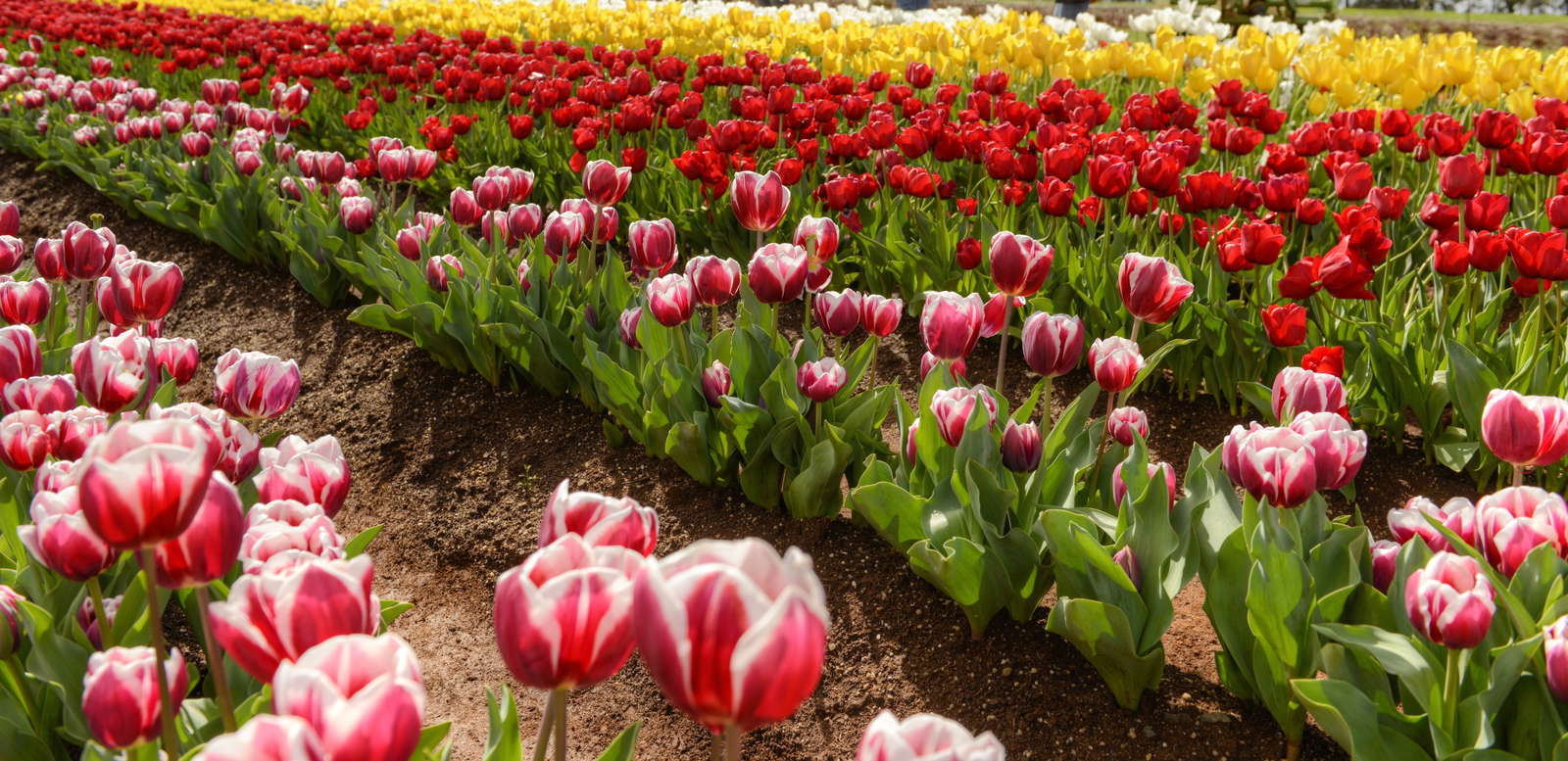 Tulpen pflanzen Tulpenzwiebeln im eigenen Garten anbauen Plantura