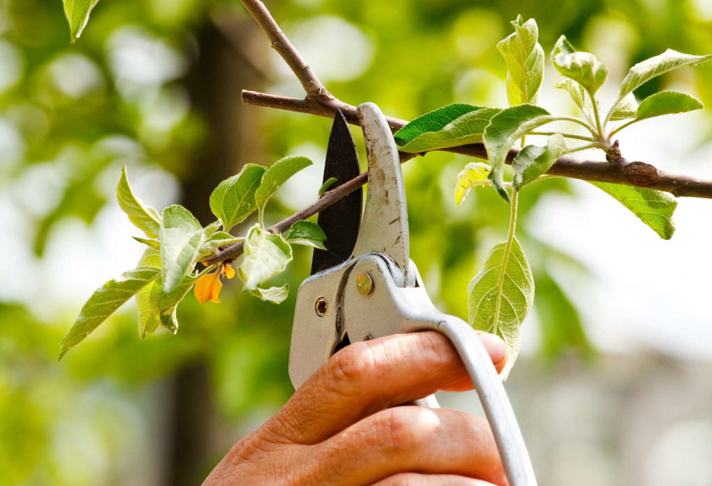 Pflaumenbaum wird im Garten geschnitten