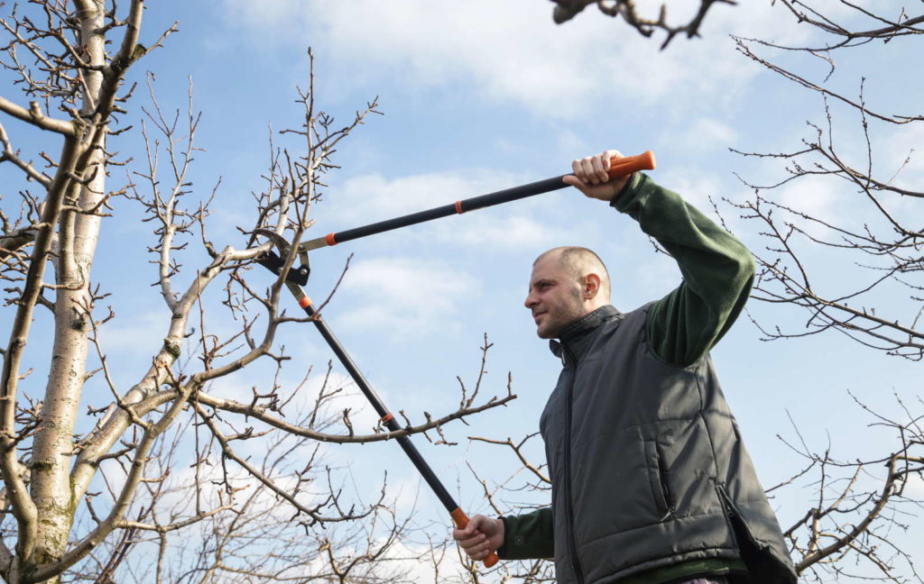 Mann schneidet Pflaumenbaum