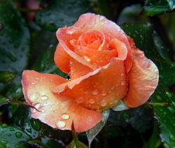 17 Rose Blüte Nass