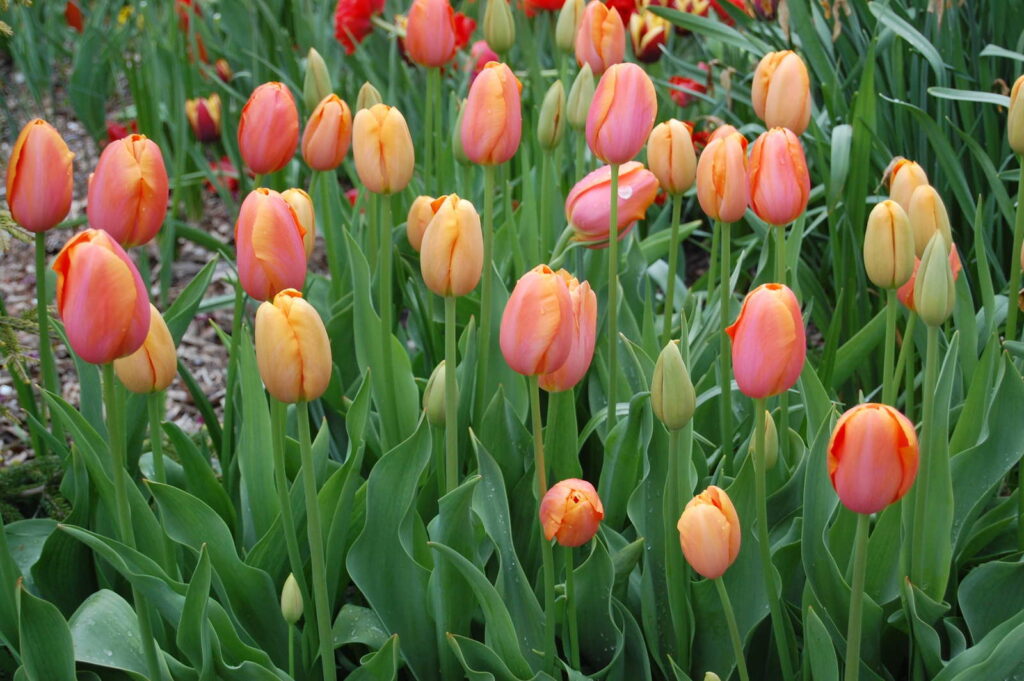 Tulpen Blütezeit und Pflege Plantura