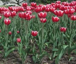 Tulpen pflanzen: Tulpenzwiebeln im eigenen Garten anbauen ...