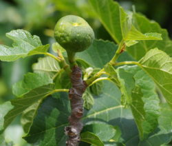 2 Feigenbaum Zweig Mit Frucht G2