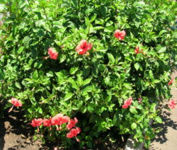 20 Hibiscus Rosa-sinensis
