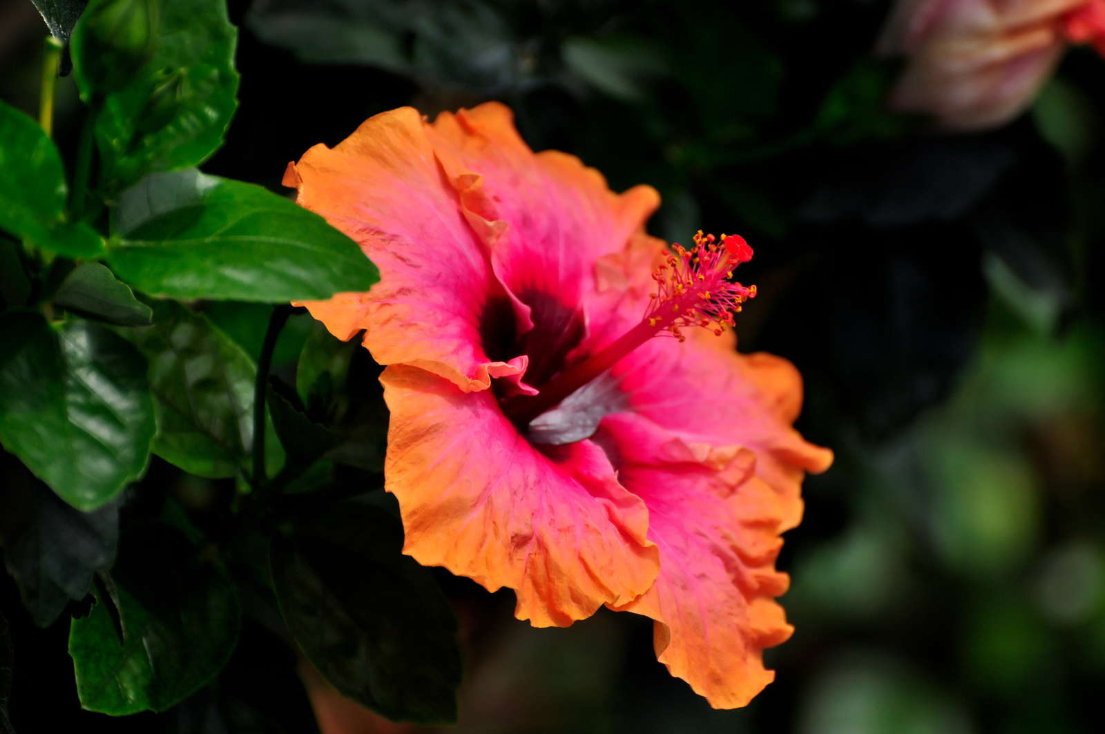 44+ Hibiskus Im Topf Überwintern, Zimmerhibiskus nur im sommer