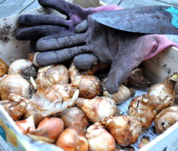 22 Zwiebeln Tulpe Narzisse