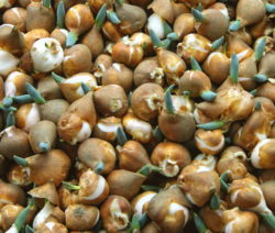 24 Tulpen Zwiebeln
