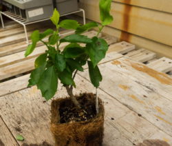 26 Hibiskus Jungpflanze