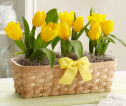 29 Tulpen Im Körbchen