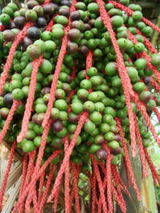 Açai-Beeren