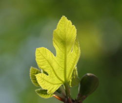 3 Feigenbaum Junges Blatt G3