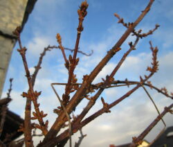 3 Forsythie Ast Knospen