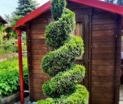3 Thuje Spirale