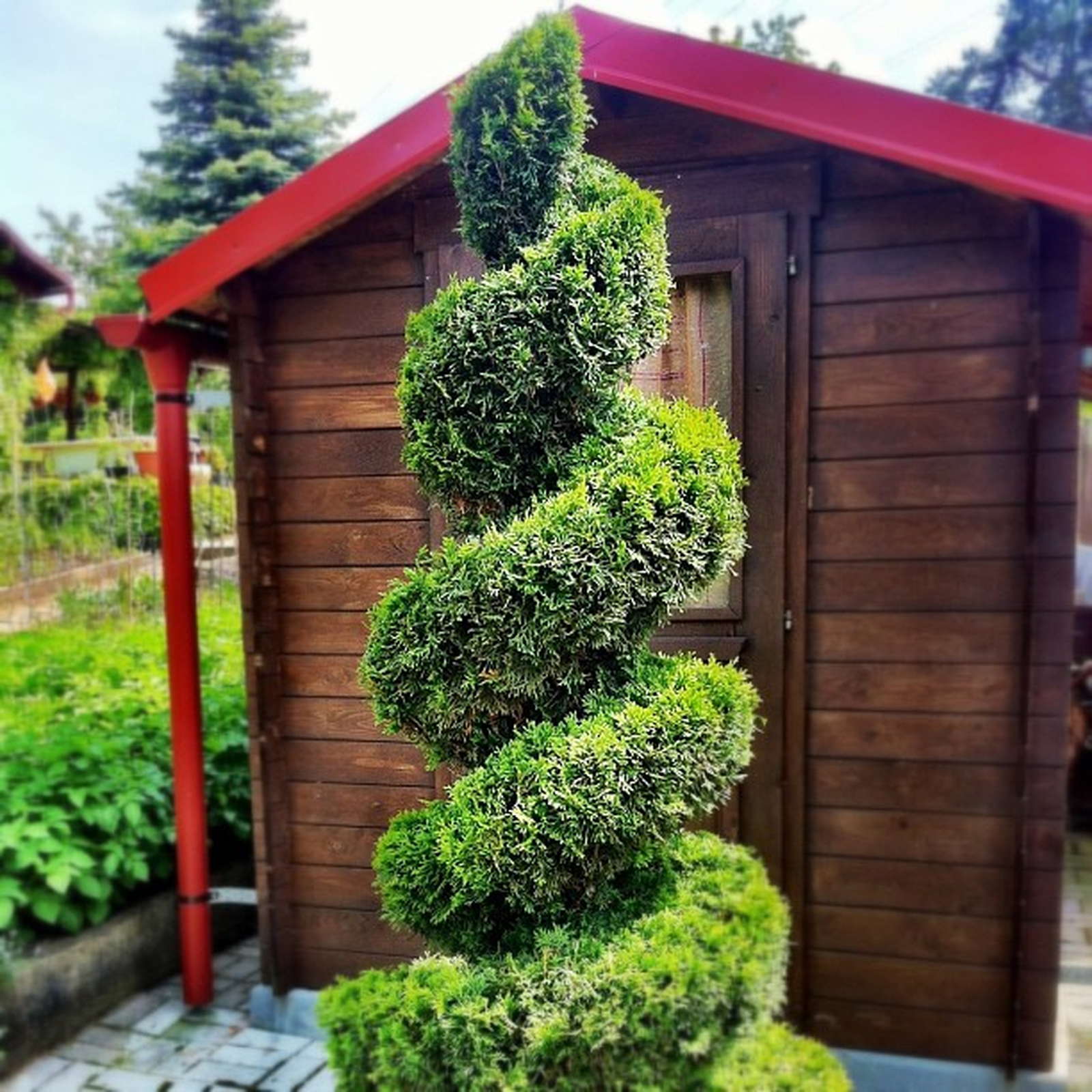Thuja schneiden: Koniferen-Hecken richtig schneiden ...