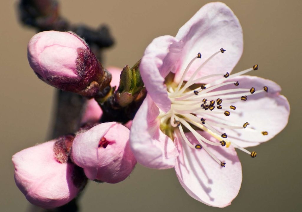 Blütenknospen und Blüte des Pfirsichbaums