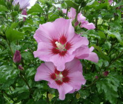 4 Hibiskus Blüte Rosa