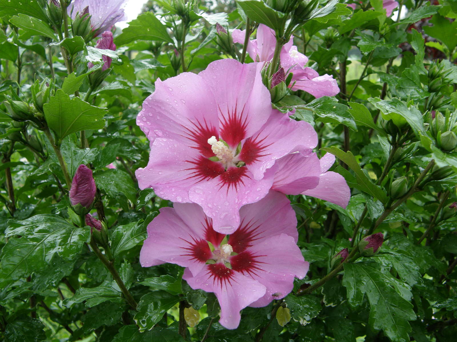 Hibiskus überwintern Pflanzzeit & Pflege im Winter