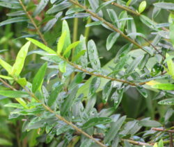 5 Afrikanische Olive
