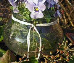 5 Hornveilchen In Vase