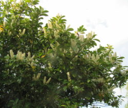 5 Kirschlorbeer Blüte