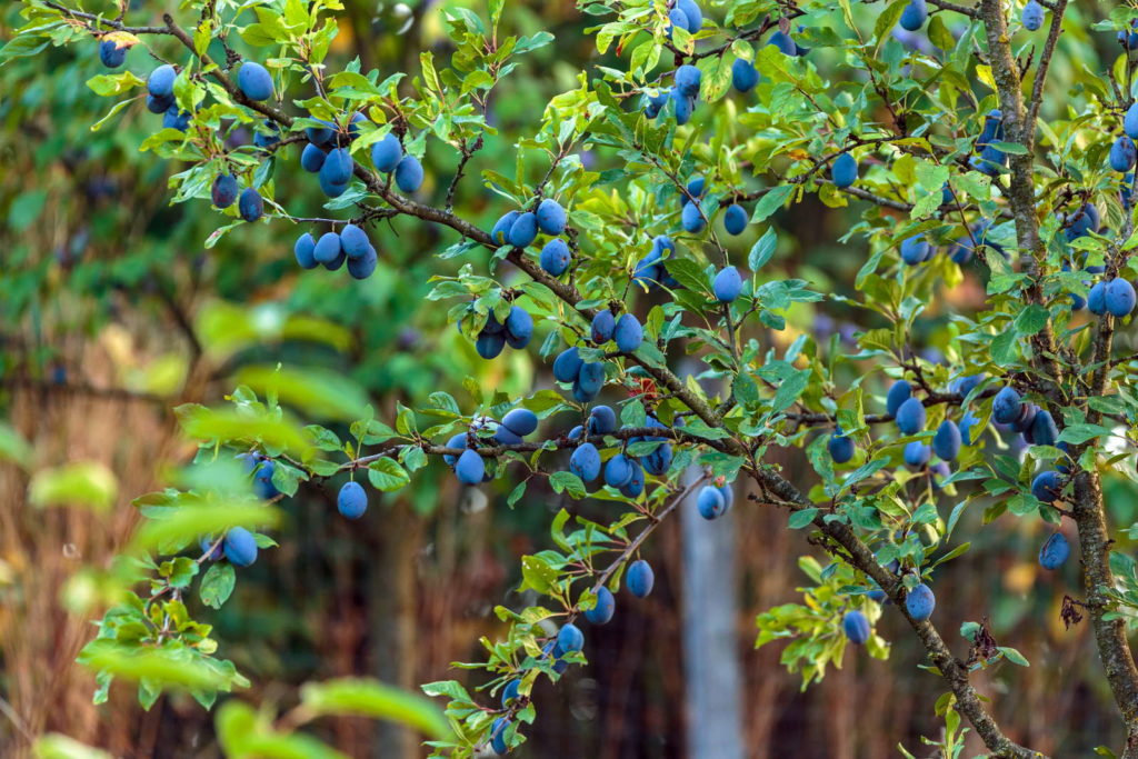 Pflaumenbaum mit vielen Pflaumen im Garten