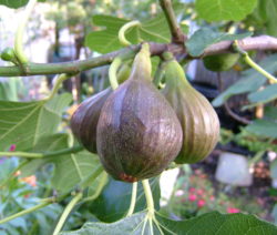 6 Feigenbaum Reife Früchte G9