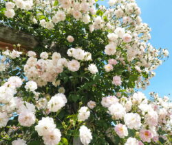 6 Kletterrose Torbogen