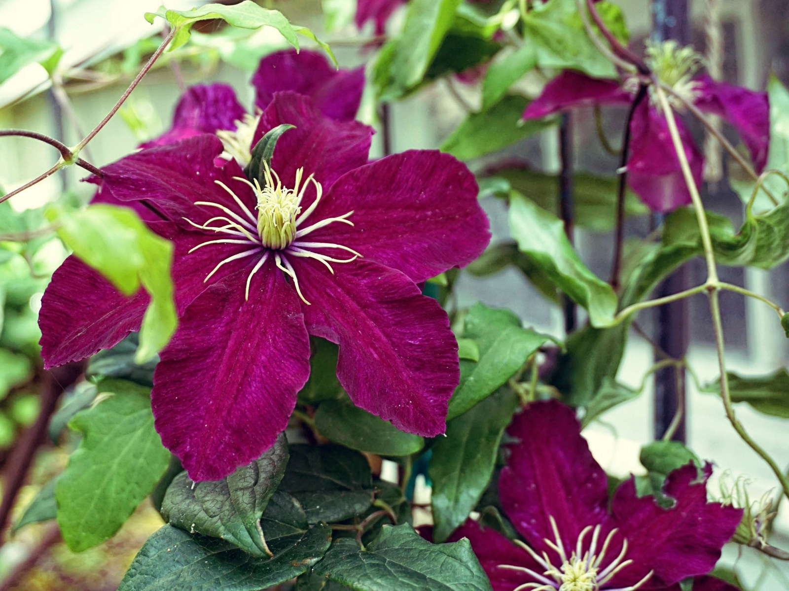 Clematis schneiden Tipps vom Experten Plantura