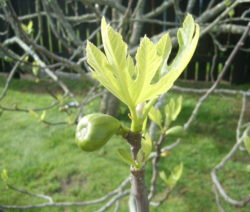 8 Feigenbaum Laubautrieb G5