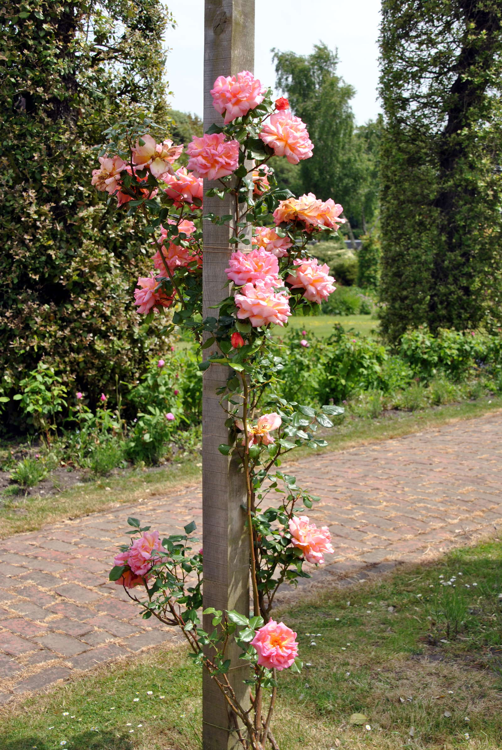 KletterrosenSorten Die schönsten Kletterrosen Plantura