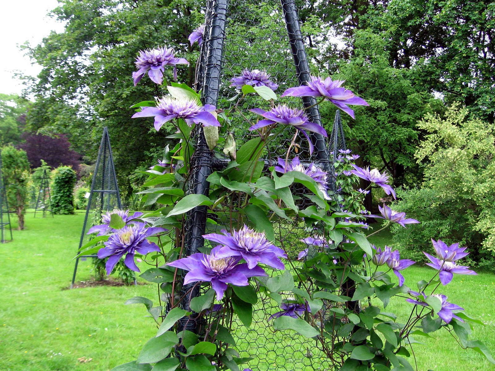 Clematis schneiden Tipps vom Experten Plantura