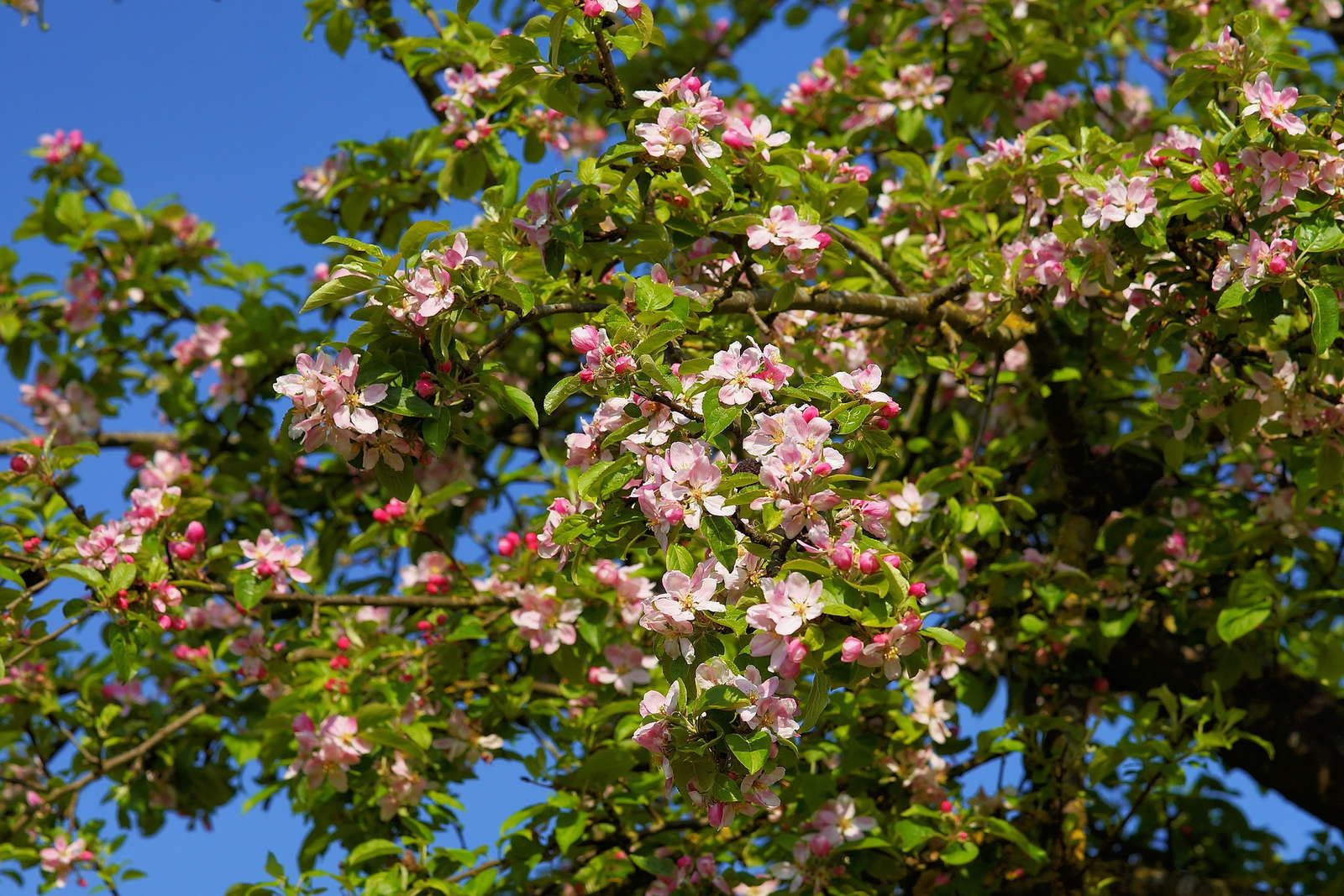 Apfelbaum Schneiden Anleitung Vom Experten Plantura